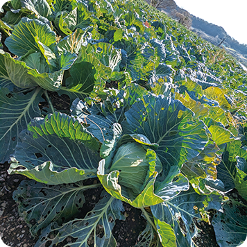 海風で育まれた野菜の特徴