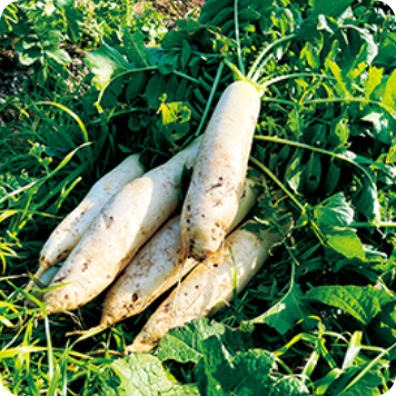 有機栽培農法で育てた大根